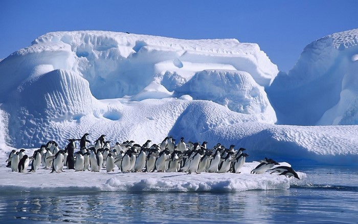 A flock of penguins on icebergs in Antarctica