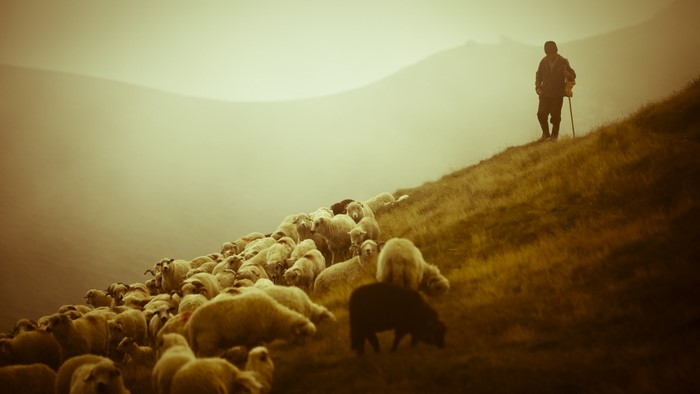 Shepherd with flock of sheep on a foggy hillside