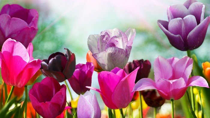 Colorful Tulips Bouquet