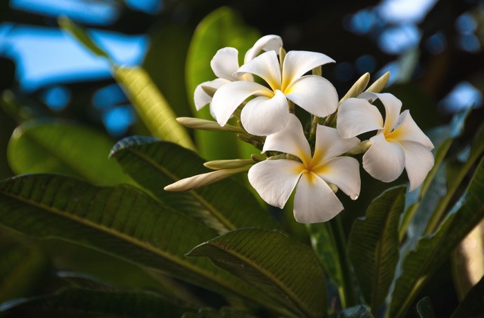White Plumeria flowers with yellow centers and green leaves