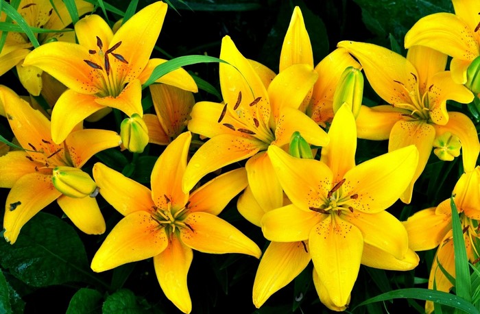 Yellow lilies with water drops on petals