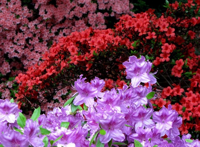 Purple and red azaleas in bloom