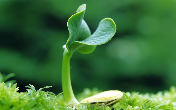 A young sprout emerges from the ground next to a seed