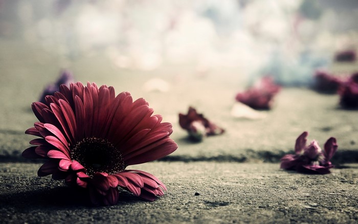 Fallen Pink Gerbera Daisy on Concrete
