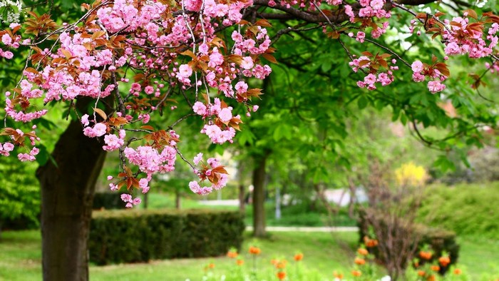 Pink cherry blossoms in a park with green trees