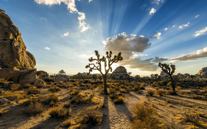 Joshua Tree National Park, USA