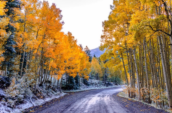 Autumn road through aspen trees with snow in Colorado