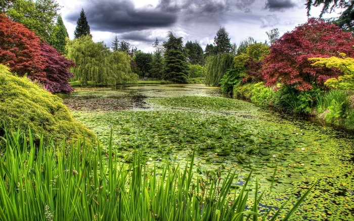 Pond with lily pads and trees
