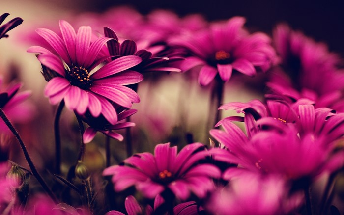 Close-up of vibrant pink daisy-like flowers