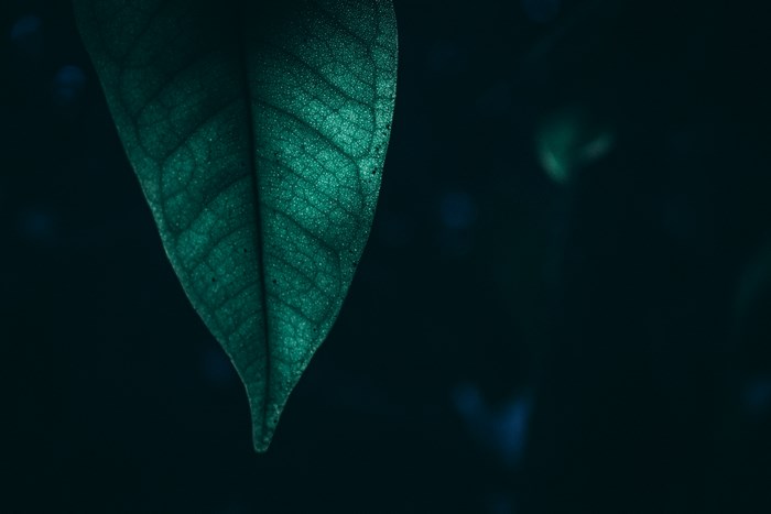 Macro view of a green leaf with dark background