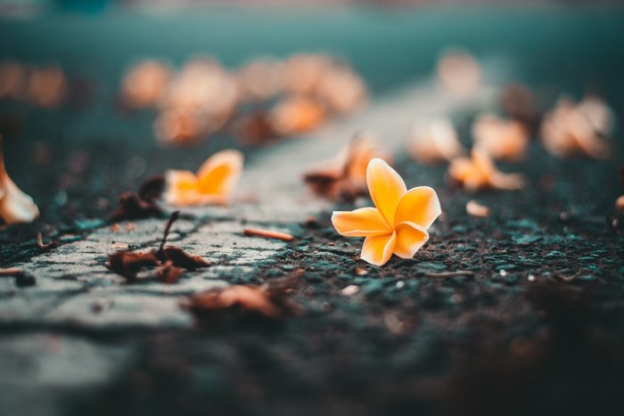 Yellow Flowers Scattered on a Road in Soft Focus 4K