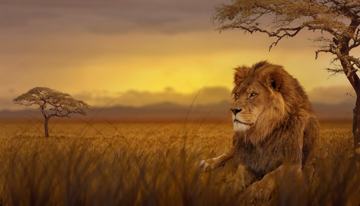 Majestic Lion Resting in the Forest 4K