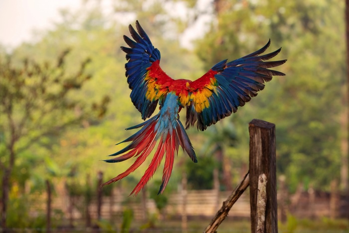 Scarlet Macaw parrot in flight