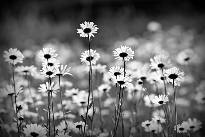 Black and White Field of Oxeye Daisies