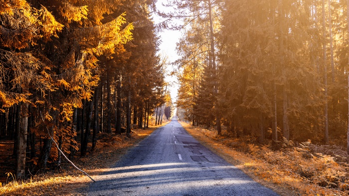 Road through an autumn forest with golden light