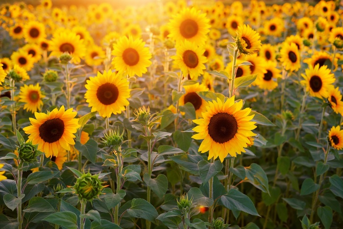 Field of Sunflowers in Golden Sunlight