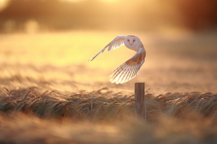 Barn owl flying over wheat field at sunset
