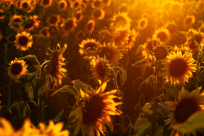 Field of sunflowers at sunset