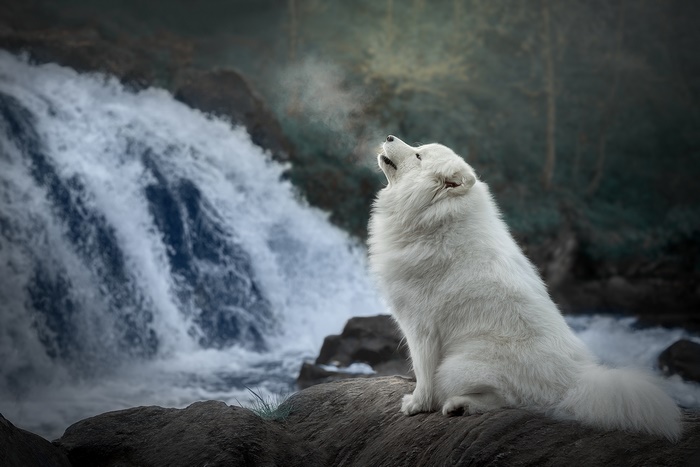 Samoyed dog howling by a waterfall