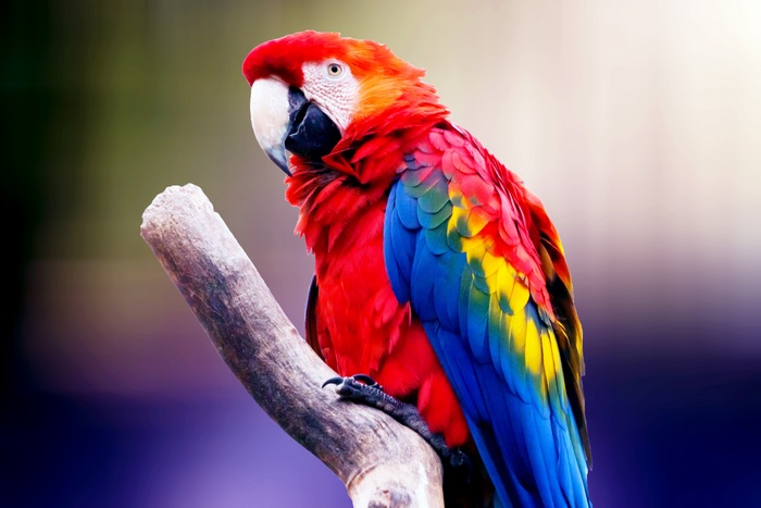 Colorful Scarlet Macaw Parrot on a Branch 4K
