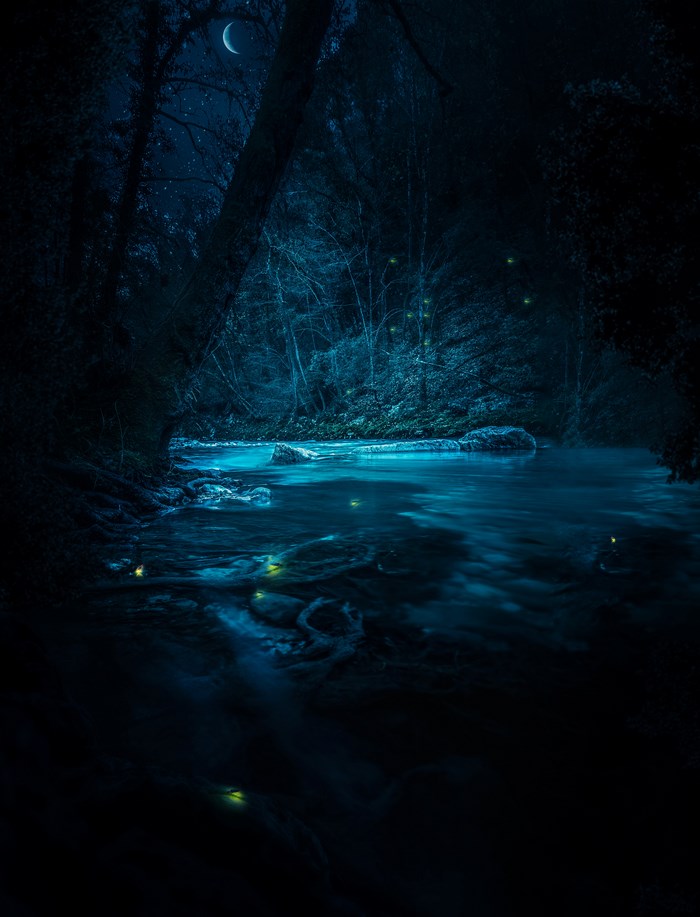 Night forest river with fireflies and moon