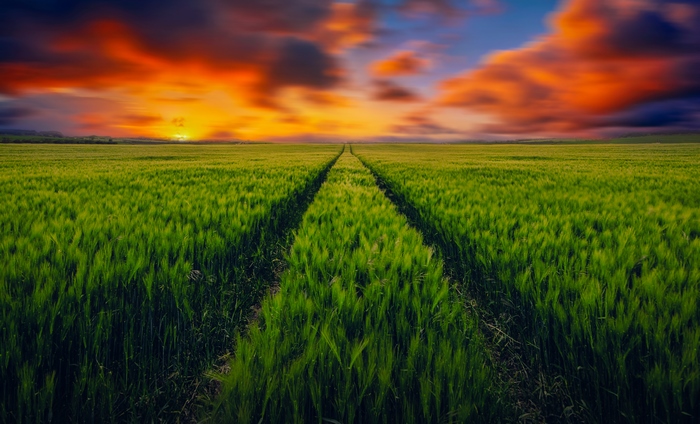 4K Green Grass Field at Sunset