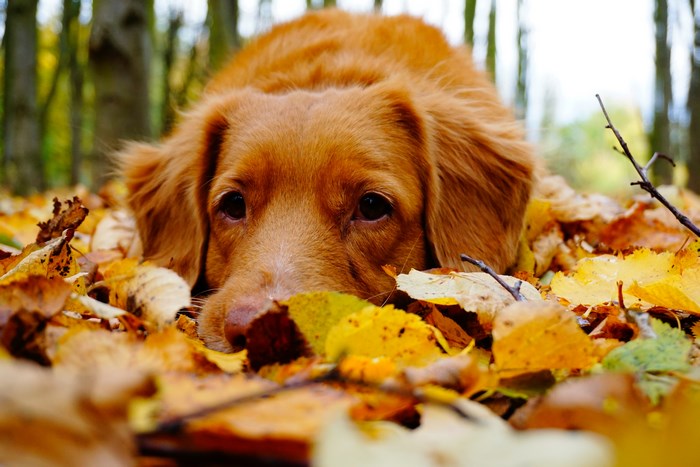 Golden retriever dog lying in autumn leaves