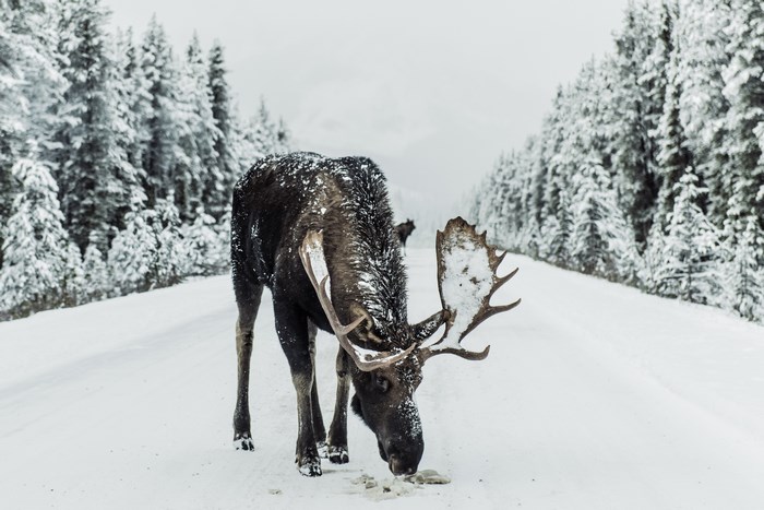 Moose eating on a snowy road in Jasper National Park