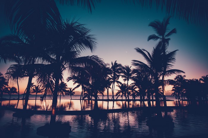 Palm trees silhouetted against a twilight sky over water
