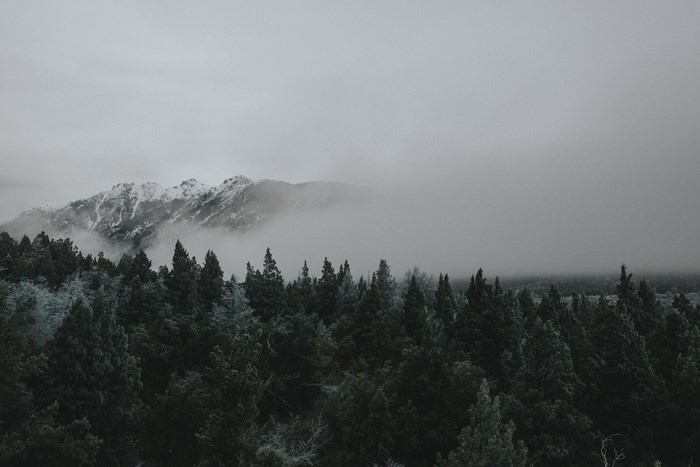 Misty mountain range behind a dark pine forest