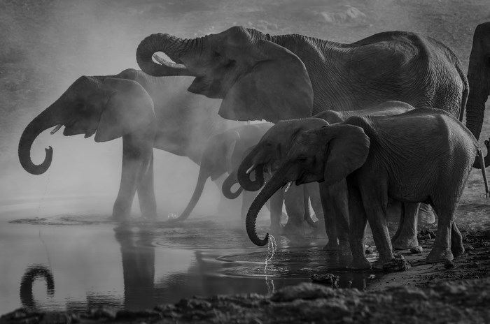Elephants drinking water in Etosha National Park, Namibia