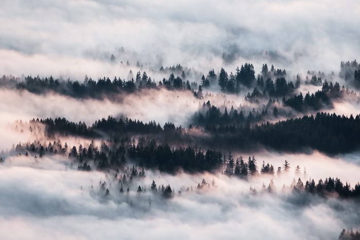 Forest canopy layers shrouded in fog at sunset