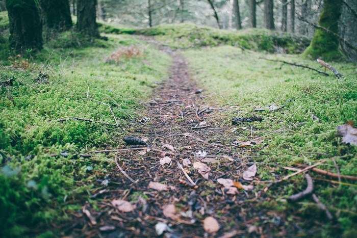 Forest path covered in moss and fallen leaves