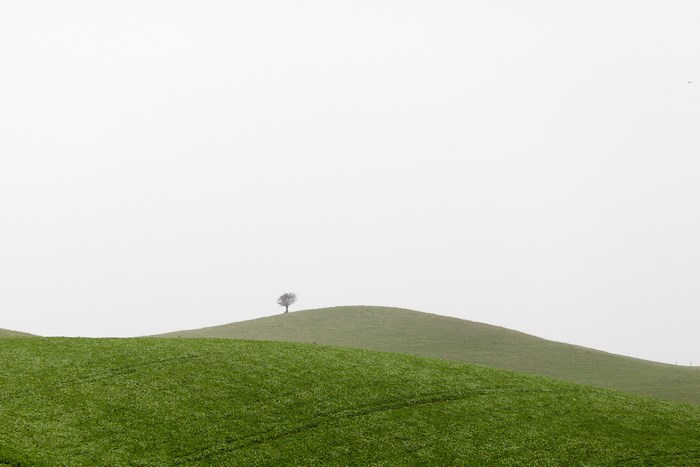 Lone tree on a misty green hill