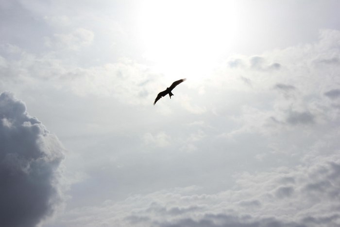 Silhouette of a bird flying in a cloudy sky