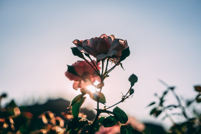 Pink roses in the sun
