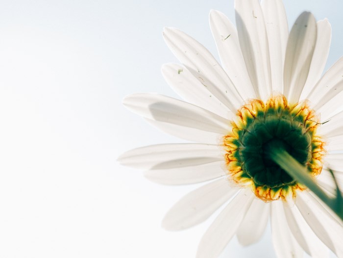 Close-up of a white daisy from below