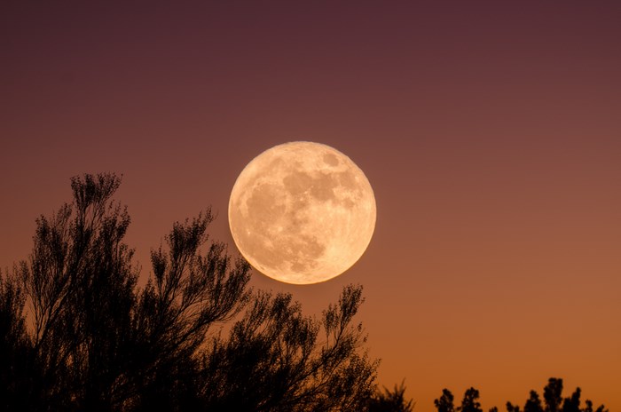 Full moon over silhouetted trees at dusk
