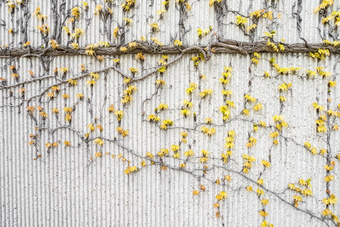 Climbing plant with yellow leaves on a textured concrete wall