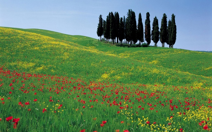 Rolling green hills with cypress trees and wildflowers