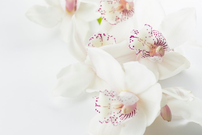 White orchids with pink and purple markings on a white background