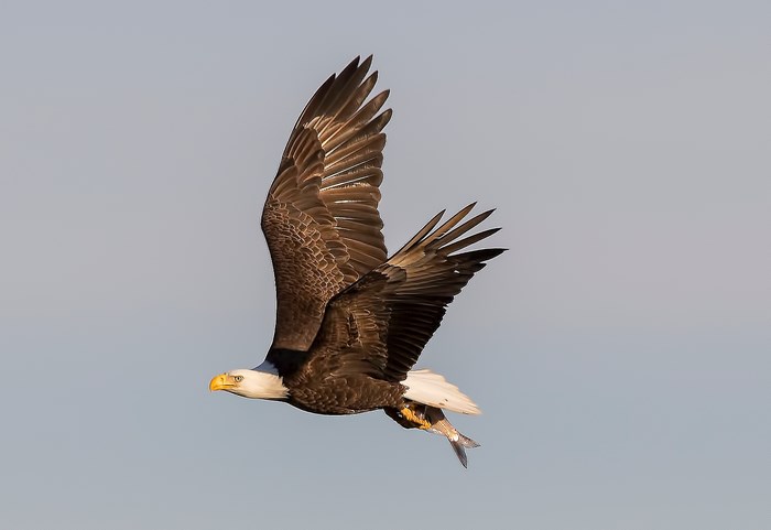 Bald eagle flying with a fish in its talons