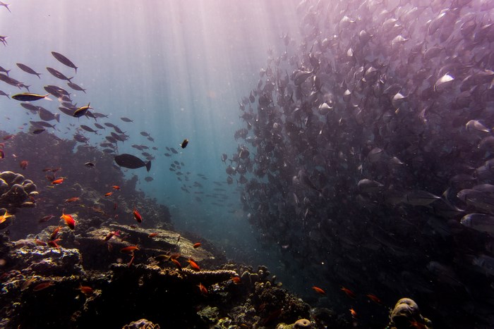 School of fish swimming near coral reef with sun rays