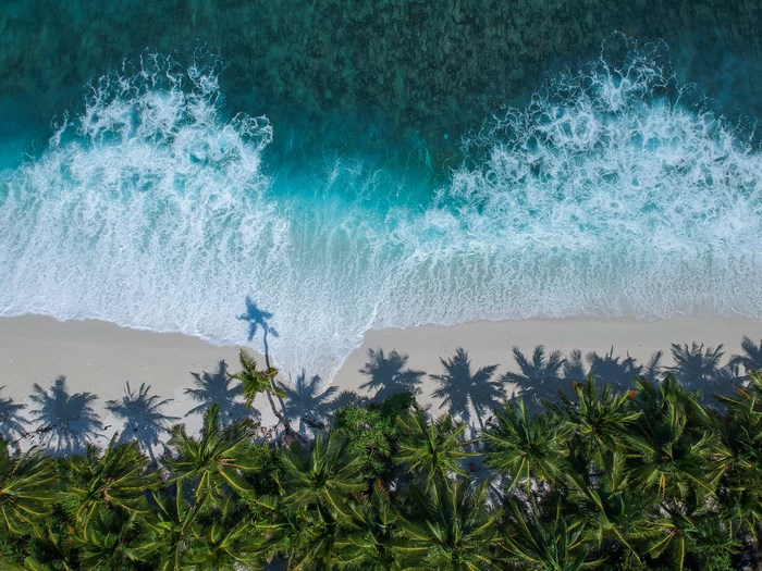 Aerial view of a tropical beach with palm trees and ocean waves