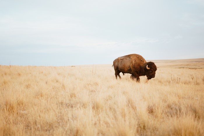 Bison walking in a golden field under a pale sky