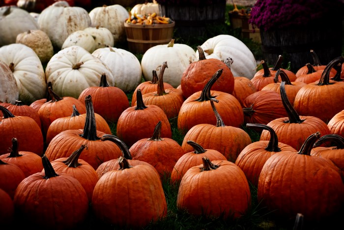 A large collection of pumpkins and gourds in various colors