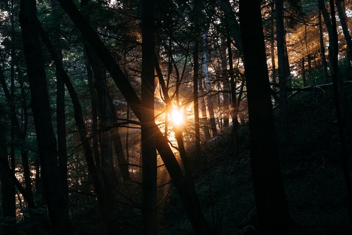 Sunlight filtering through trees in a dark forest