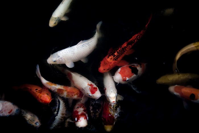 Koi fish swimming in dark water
