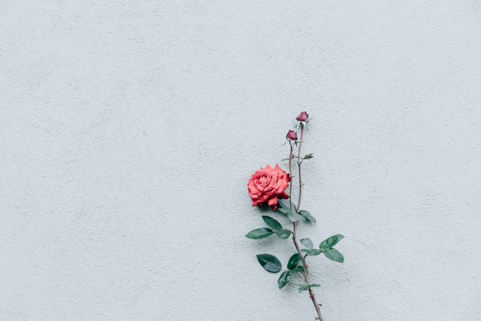Red rose with buds on a textured wall
