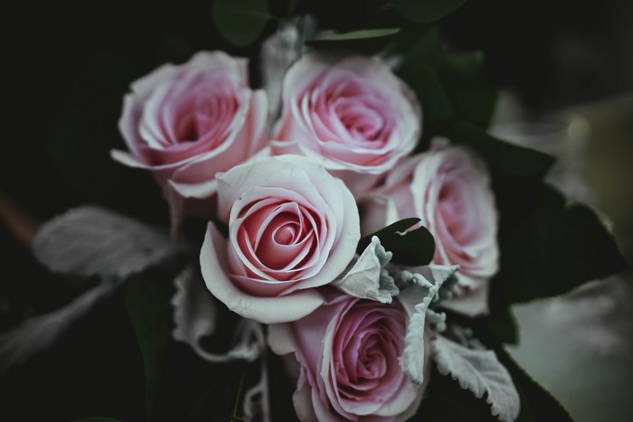 Bouquet of pink roses with dark background